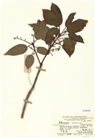 藏品(薯豆)的圖片